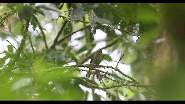 Gray-tailed Piha - ML621142049