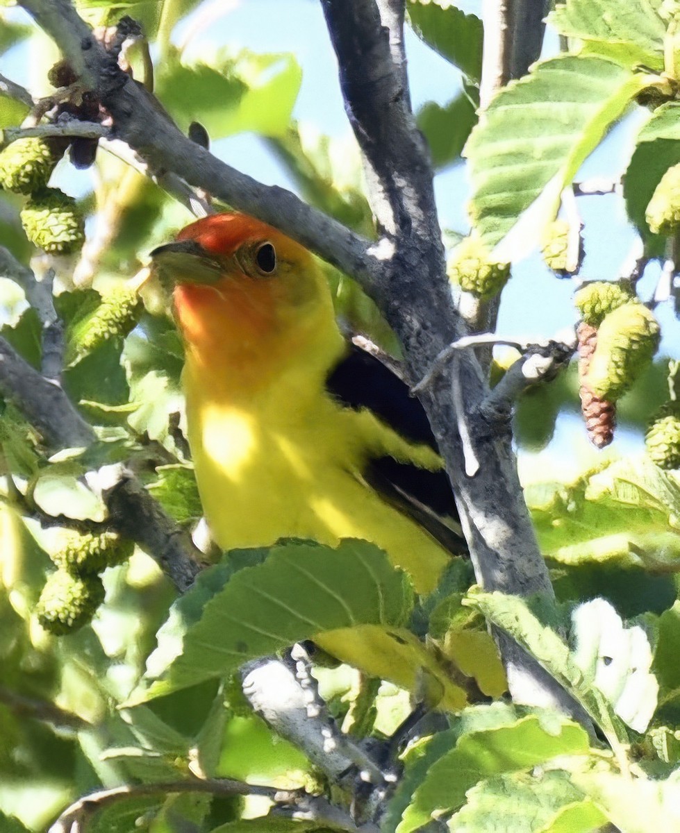 Western Tanager - ML621142088