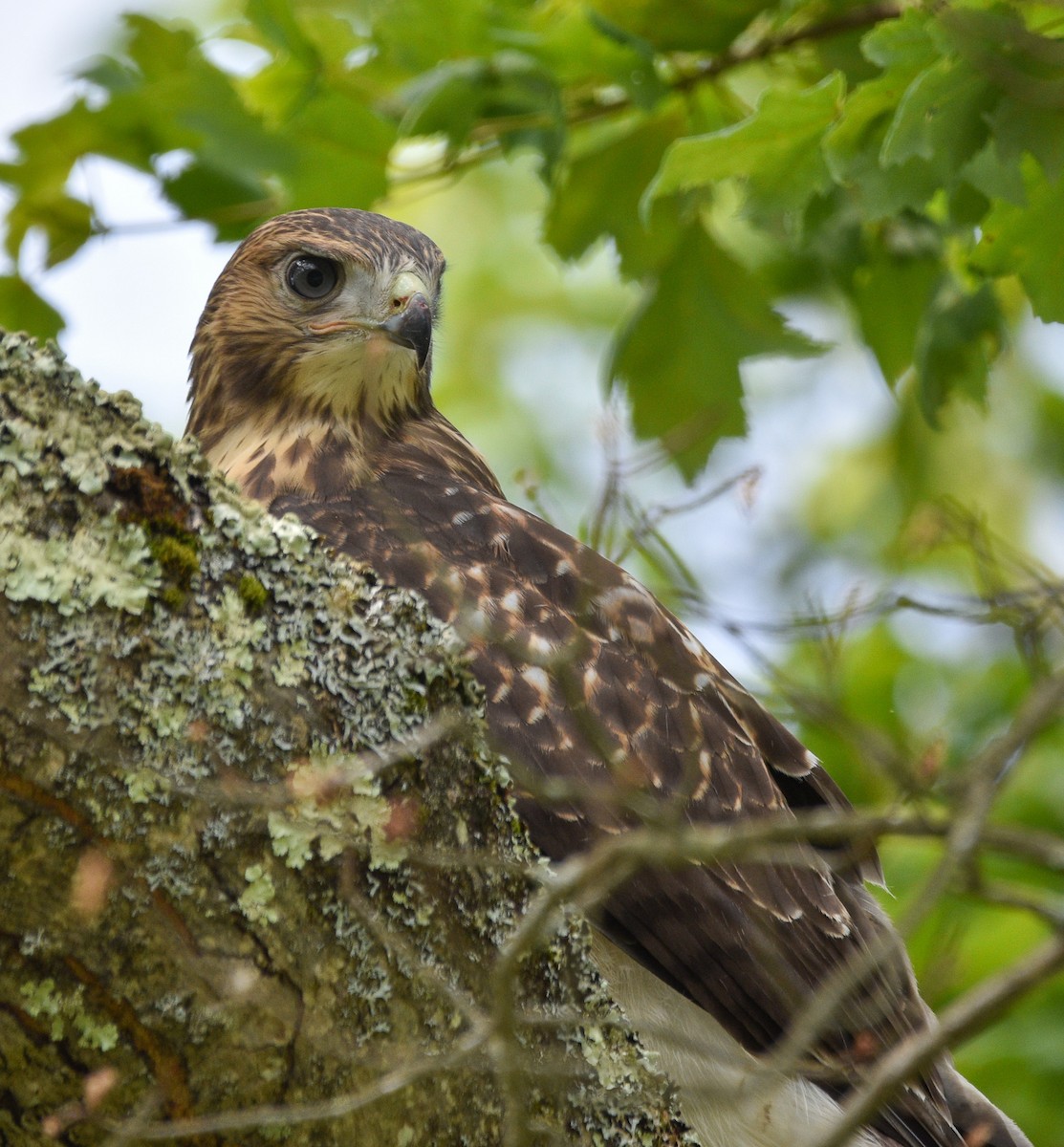Red-tailed Hawk - William Kelly