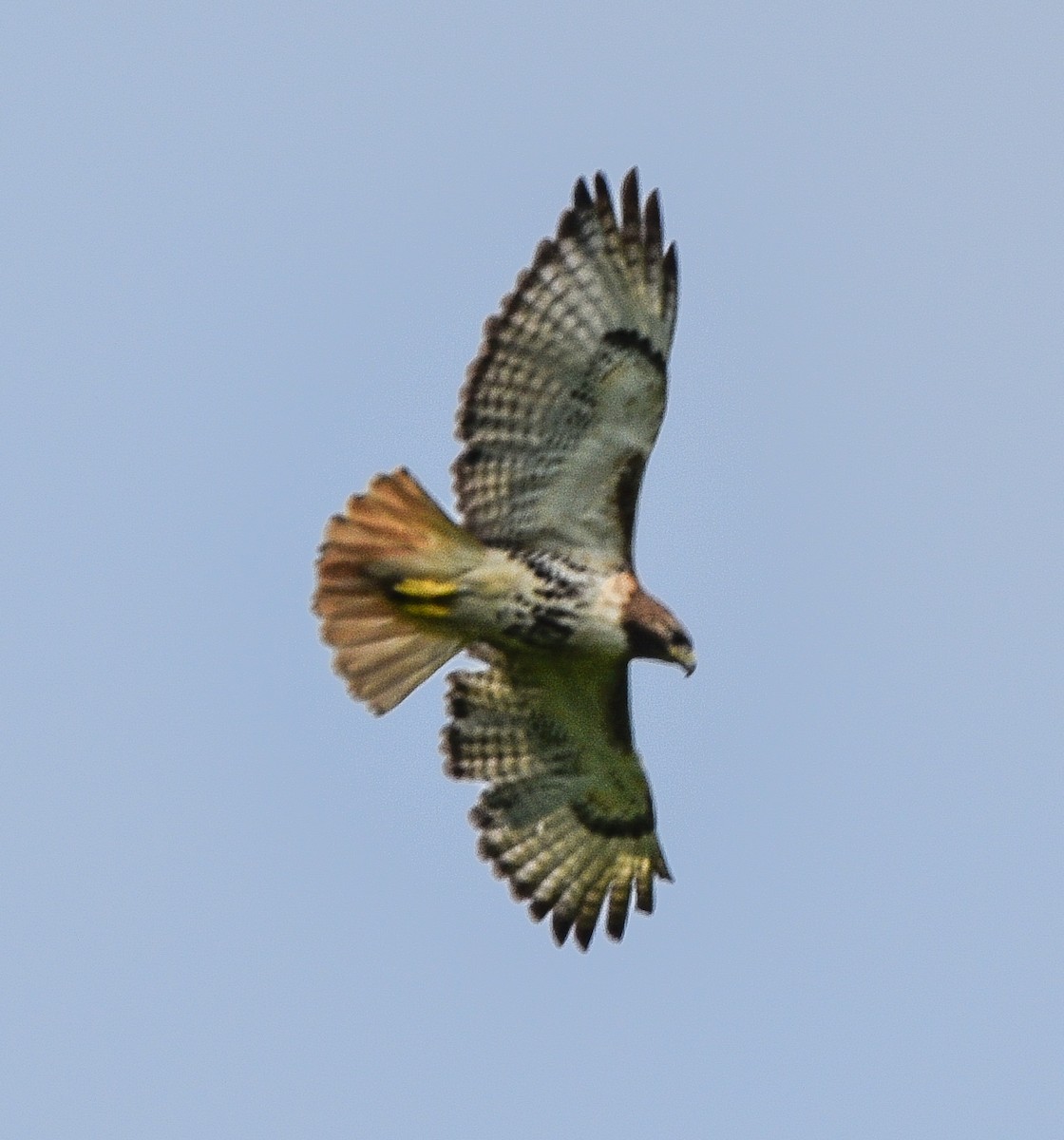 Red-tailed Hawk - ML621142105