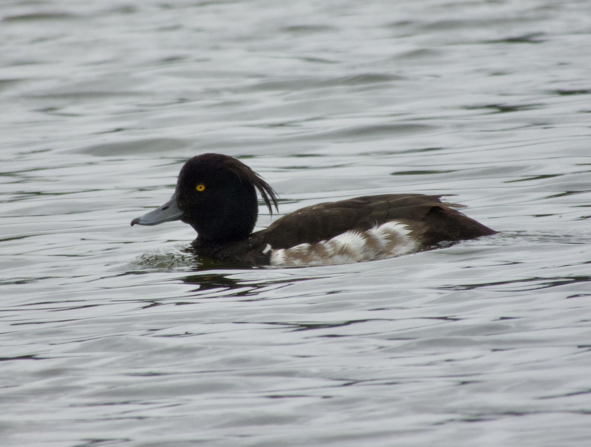 Tufted Duck - ML621142117