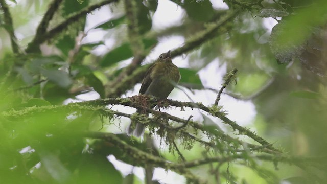 Gray-tailed Piha - ML621142124