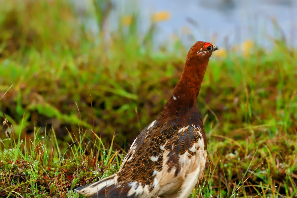 Willow Ptarmigan - ML621142131