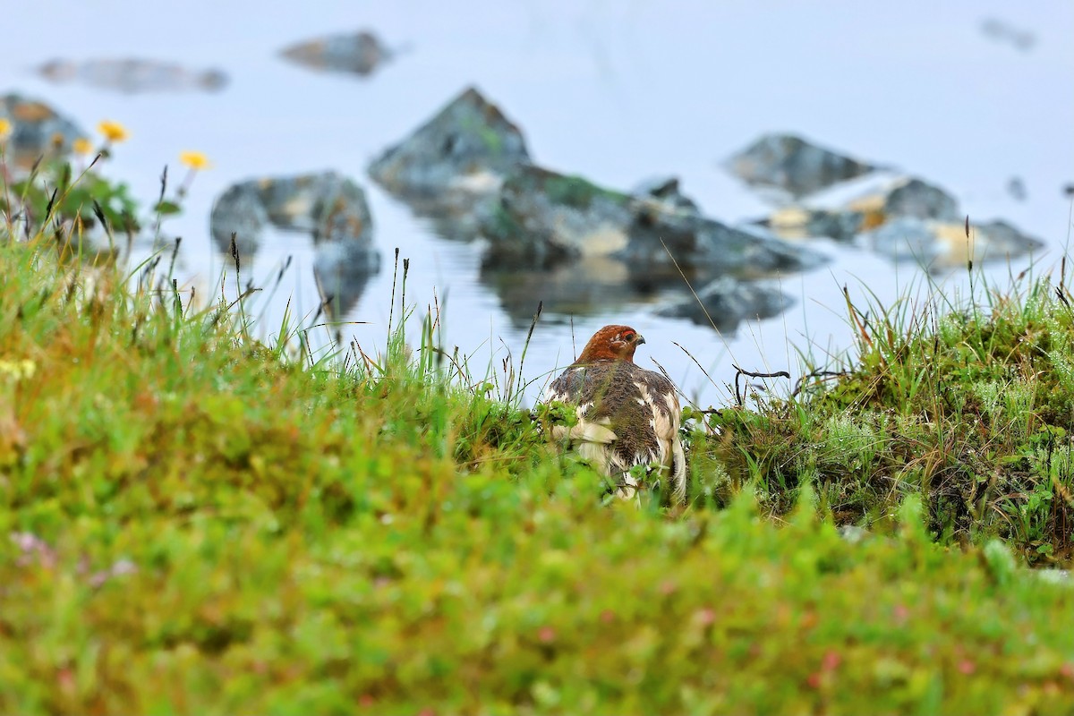 Willow Ptarmigan - ML621142132