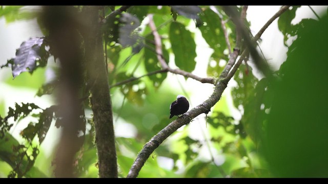 Manakin à dos bleu - ML621142160