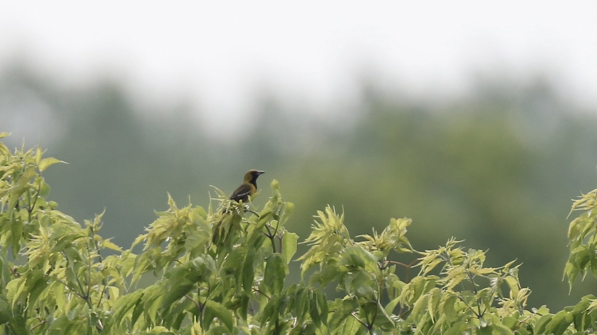 Orchard Oriole - ML621142174