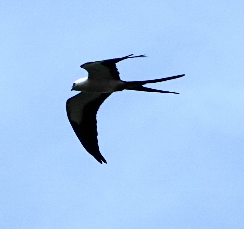 Swallow-tailed Kite - ML621142197