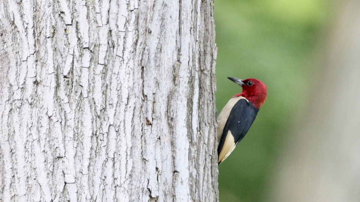 Red-headed Woodpecker - ML621142200