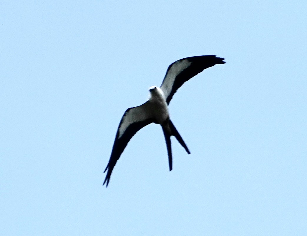 Swallow-tailed Kite - ML621142203