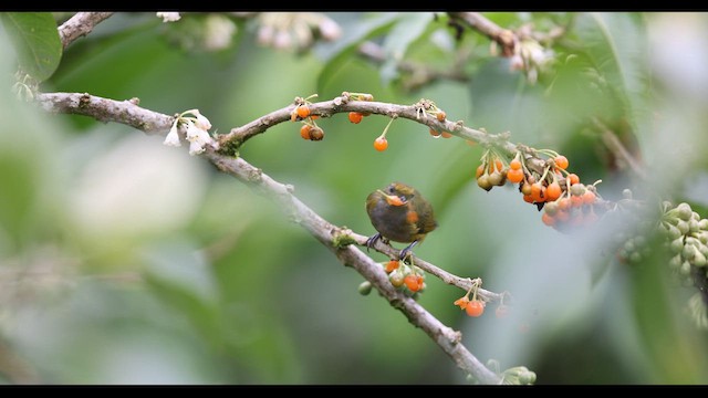 Зелёная эуфония - ML621142204