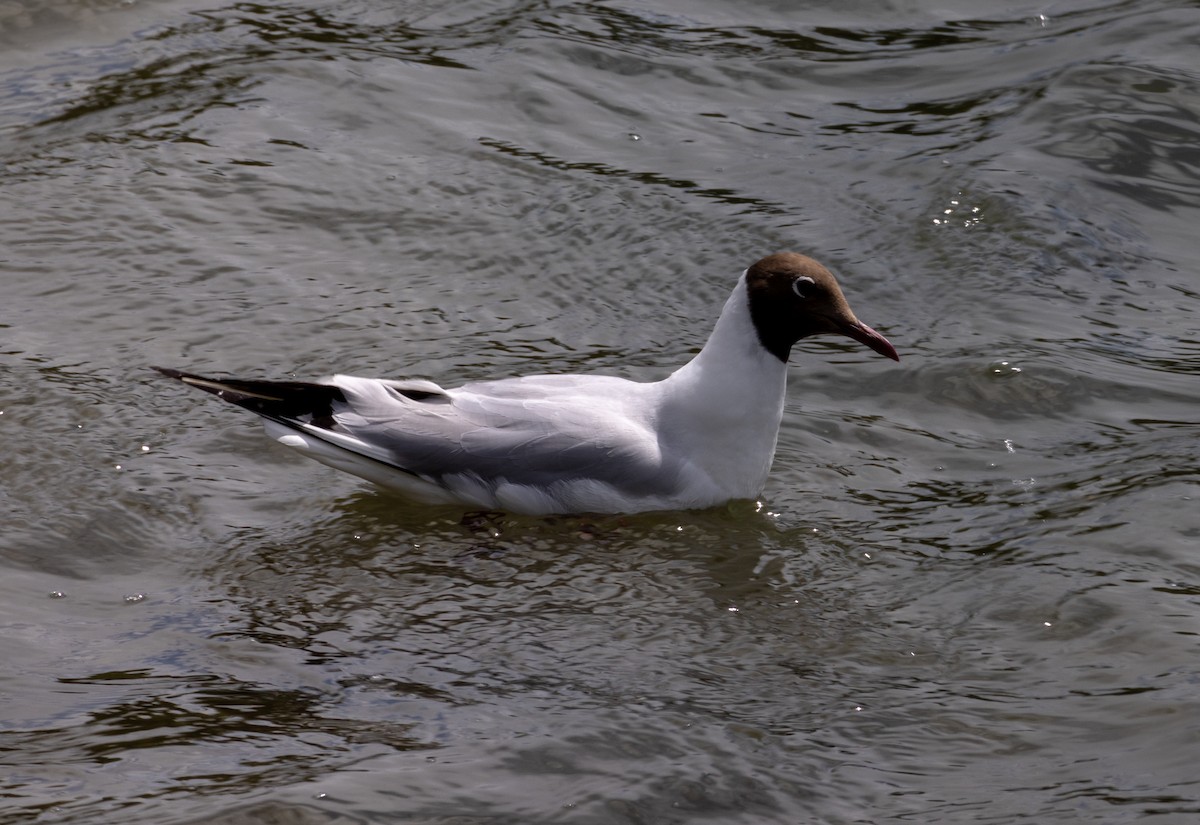 Black-headed Gull - ML621142215
