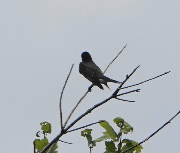 Great Crested Flycatcher - ML621142234