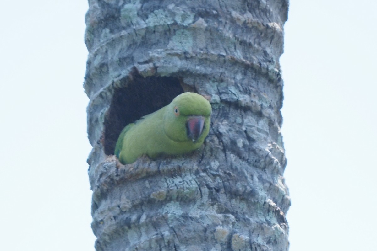 Rose-ringed Parakeet - ML621142247