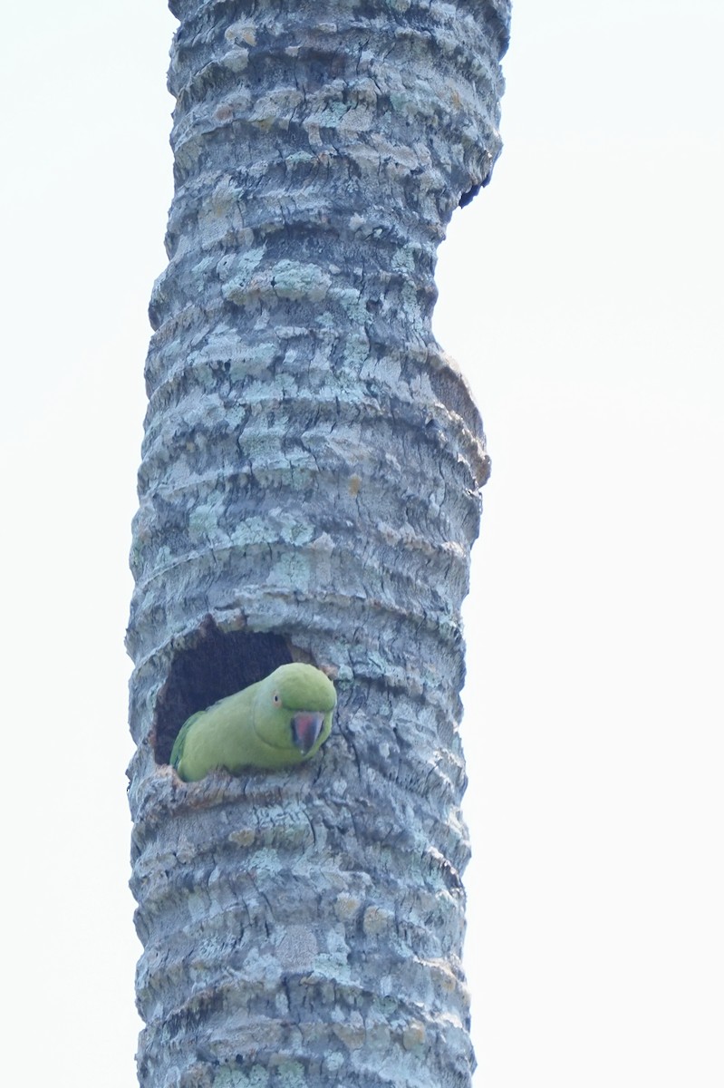 Rose-ringed Parakeet - ML621142248