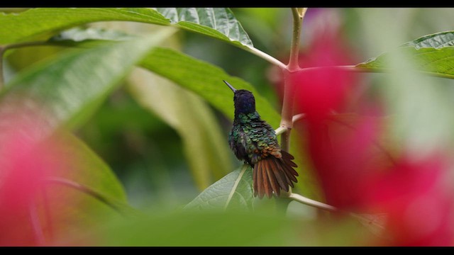 kolibřík zlatochvostý - ML621142249