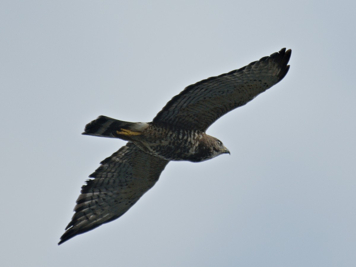 Broad-winged Hawk - ML621142272