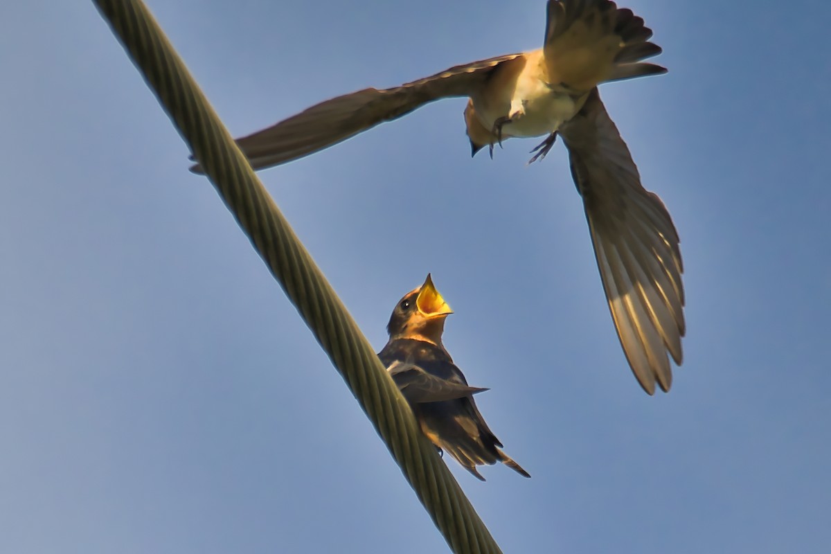 Cave Swallow - ML621142273