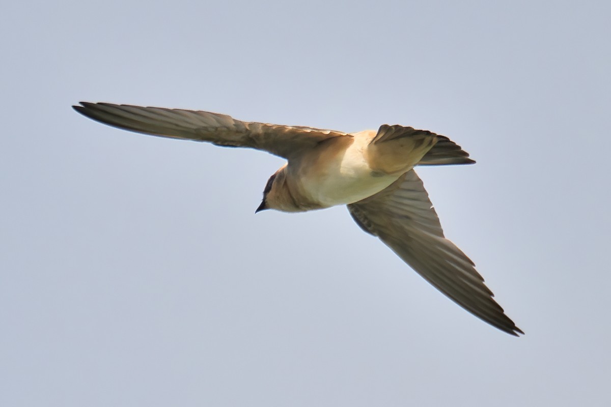 Cave Swallow - ML621142274