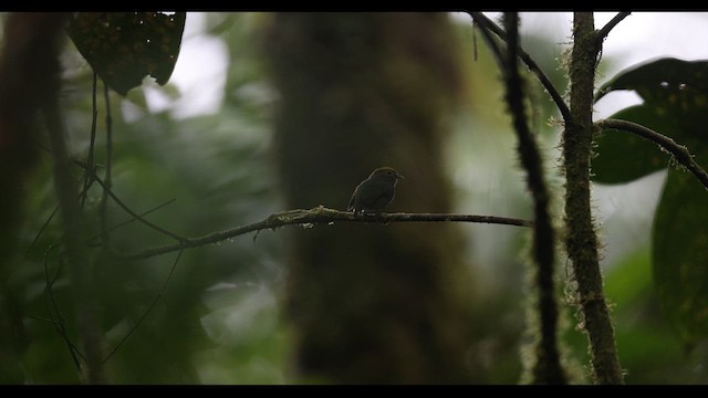 Manakin à dos bleu - ML621142292