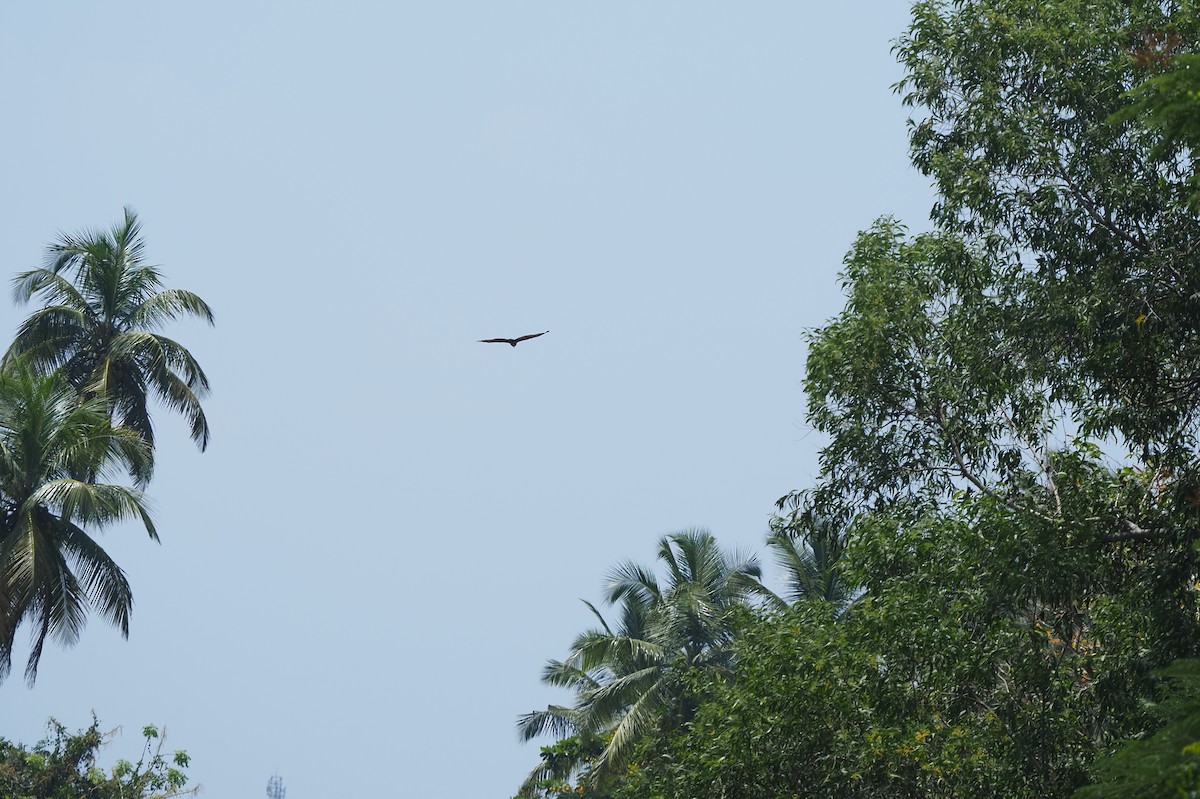 Brahminy Kite - ML621142295