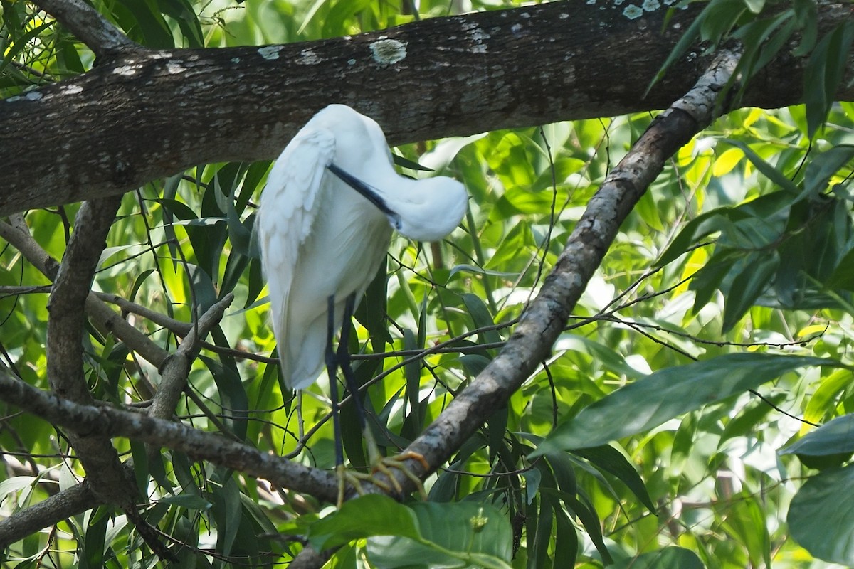 Little Egret - ML621142302