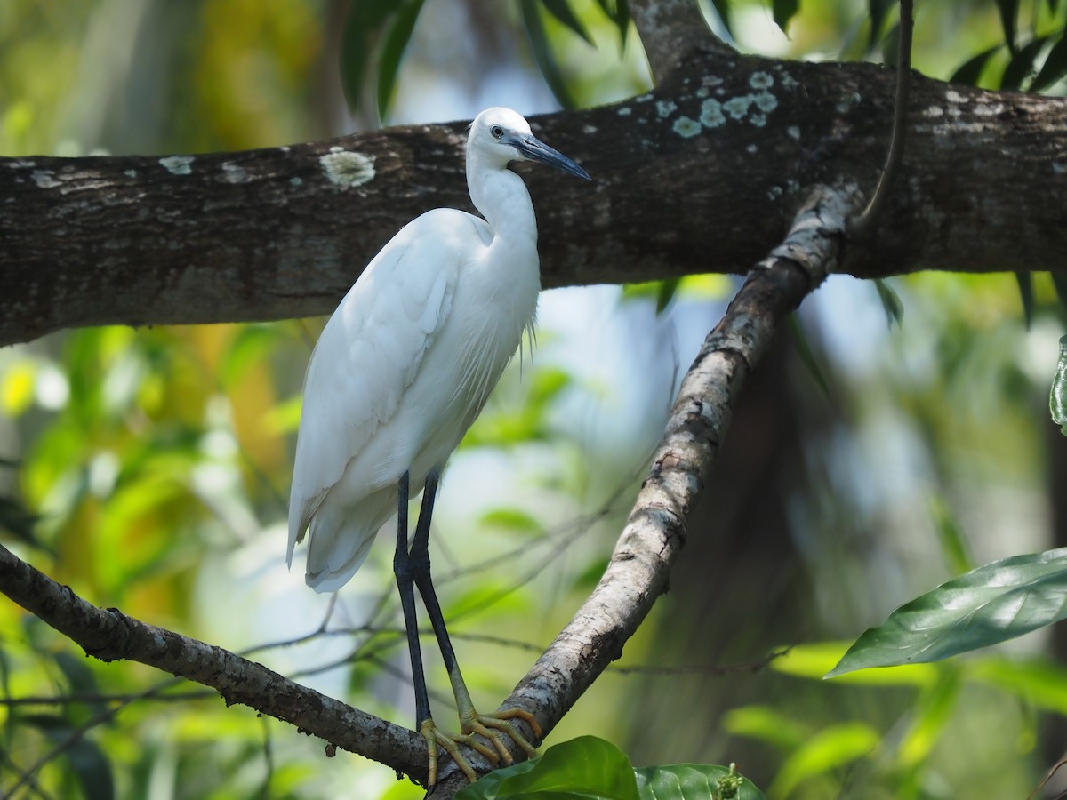 Little Egret - ML621142303