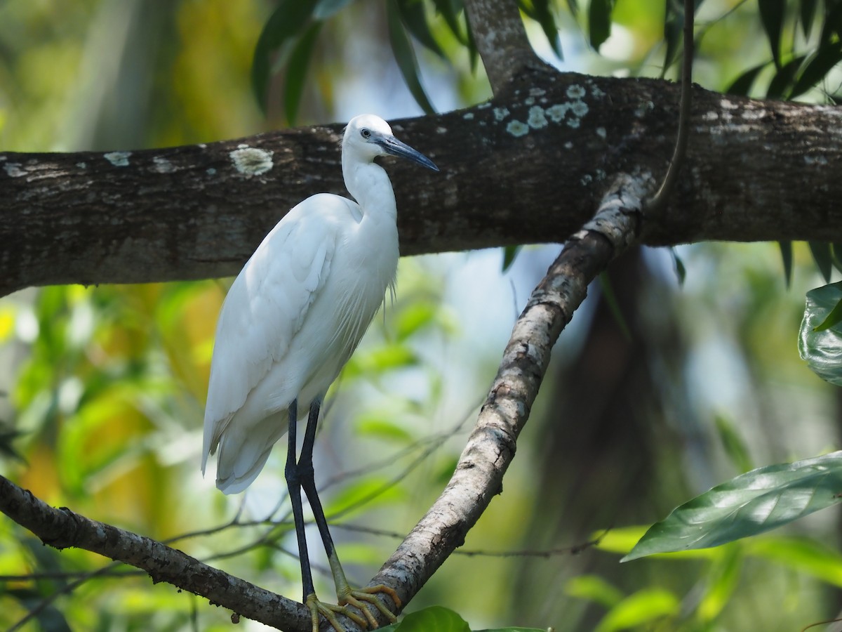 Little Egret - ML621142304