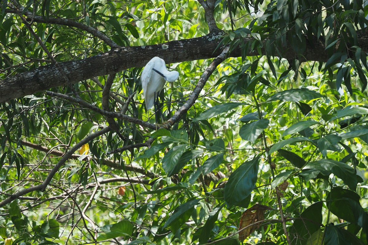 Little Egret - ML621142306
