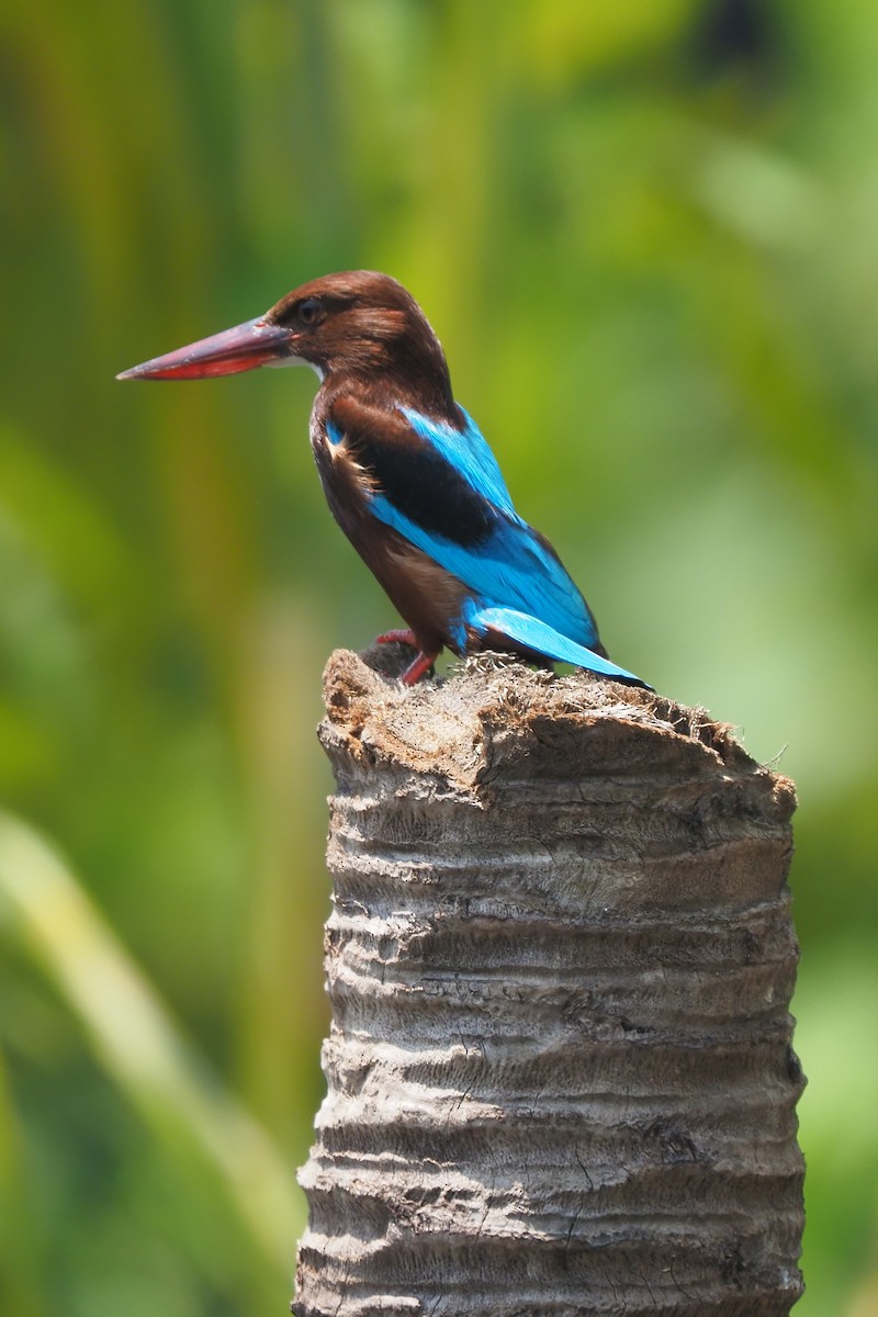 White-throated Kingfisher - ML621142325