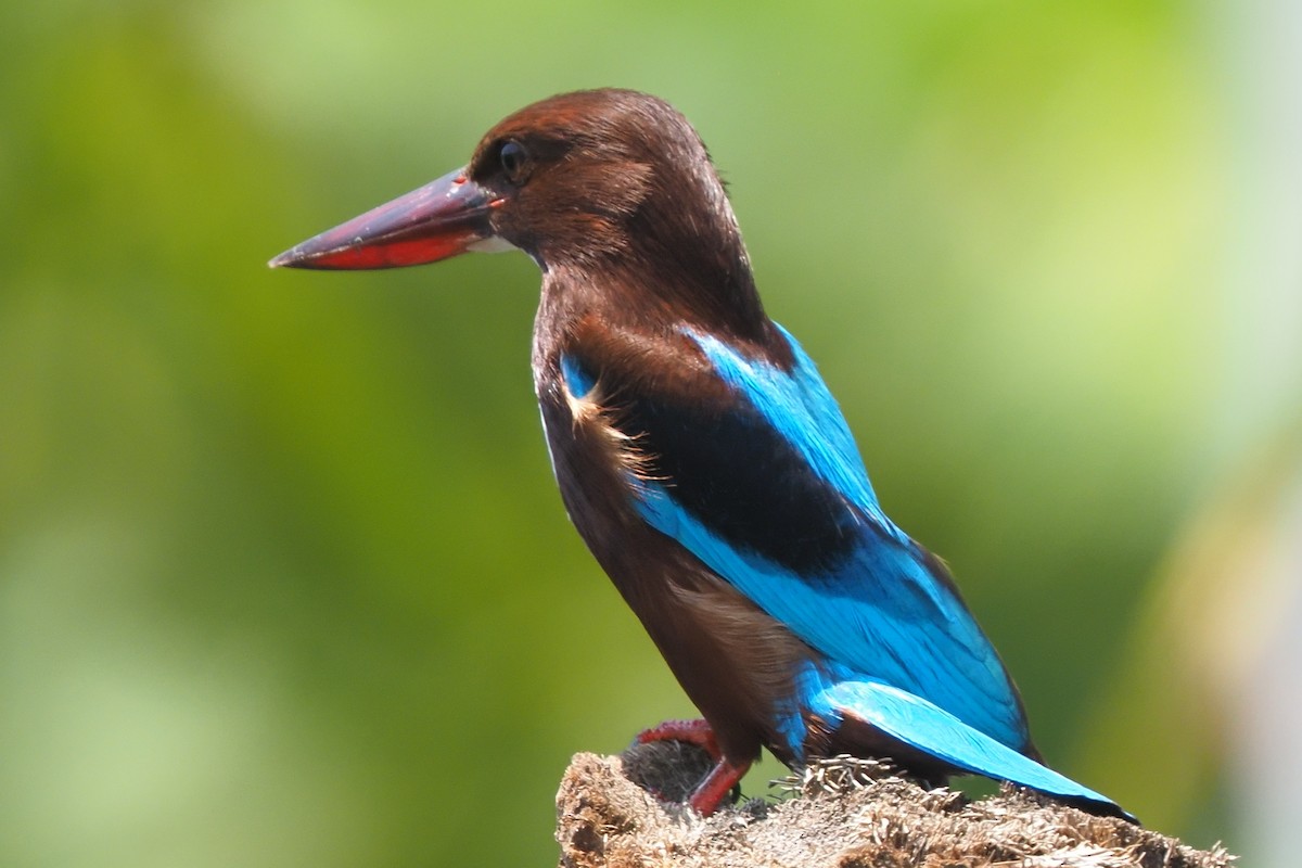 White-throated Kingfisher - ML621142334