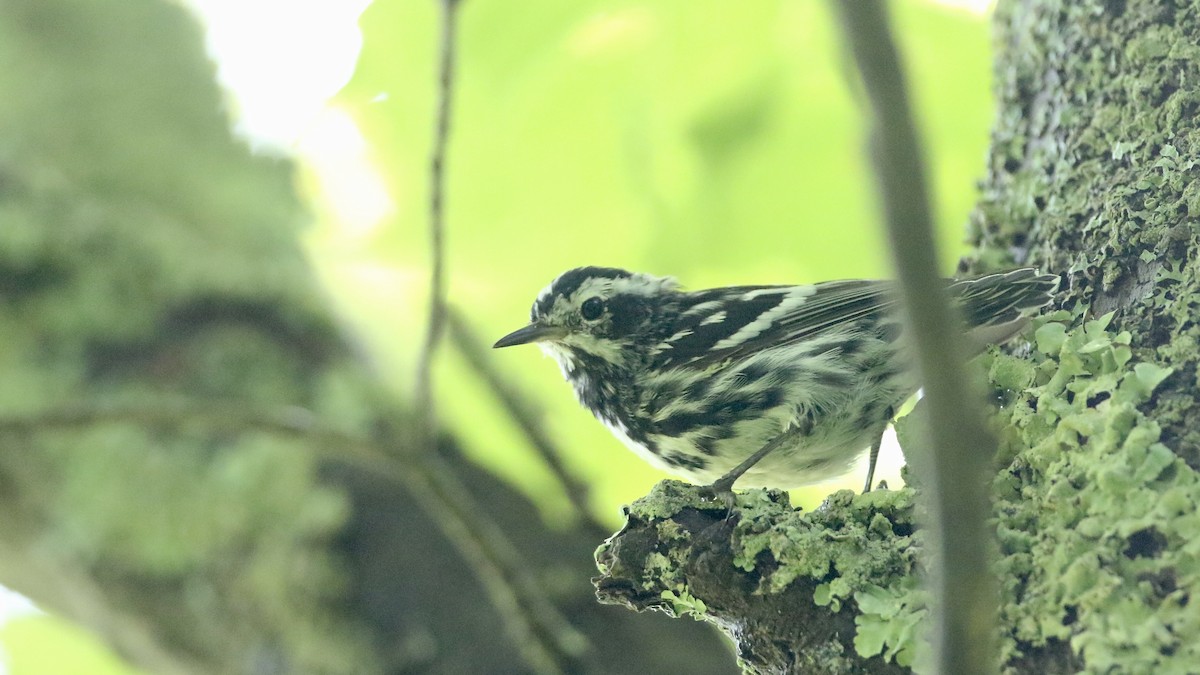 Black-and-white Warbler - ML621142336