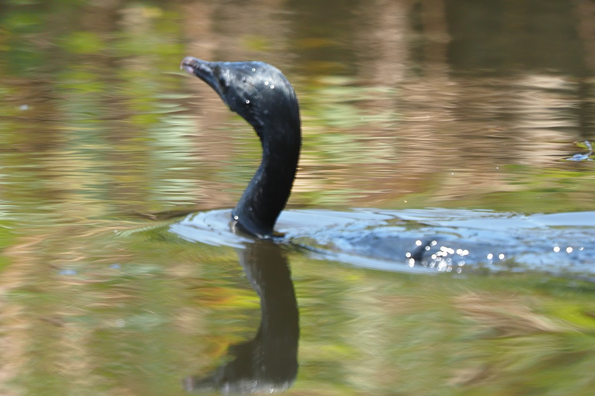 Cormoran à cou brun - ML621142353