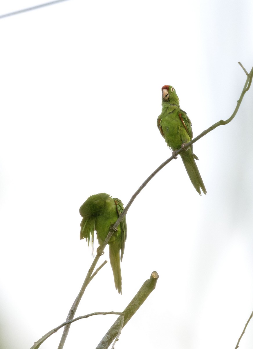 アカビタイメキシコインコ - ML621142356