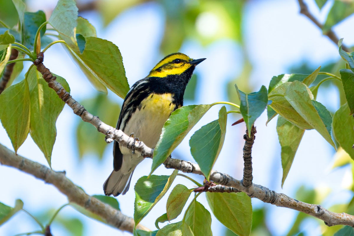 Townsend's x Black-throated Green Warbler (hybrid) - ML621142375