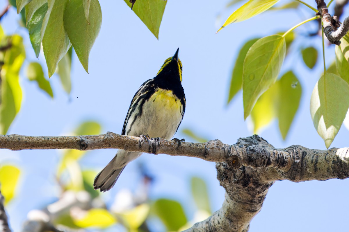 Townsend's x Black-throated Green Warbler (hybrid) - ML621142376