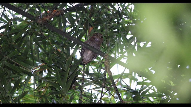 Foothill Screech-Owl - ML621142401