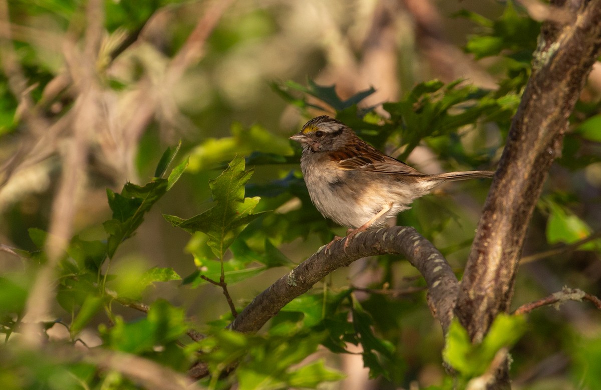 White-throated Sparrow - ML621142402