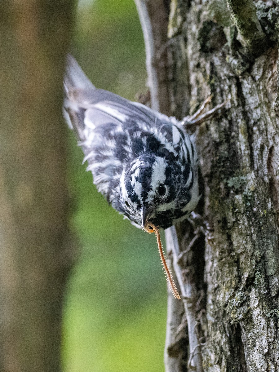 Black-and-white Warbler - ML621142406
