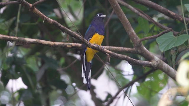 Trogon à queue blanche - ML621142443