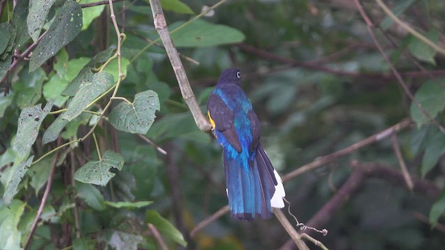 Trogon à queue blanche - ML621142445