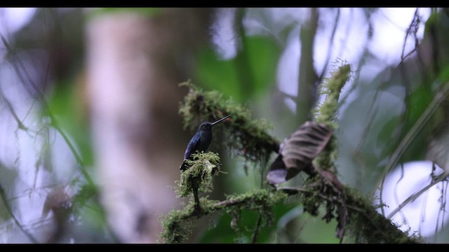 Blue-fronted Lancebill - ML621142468