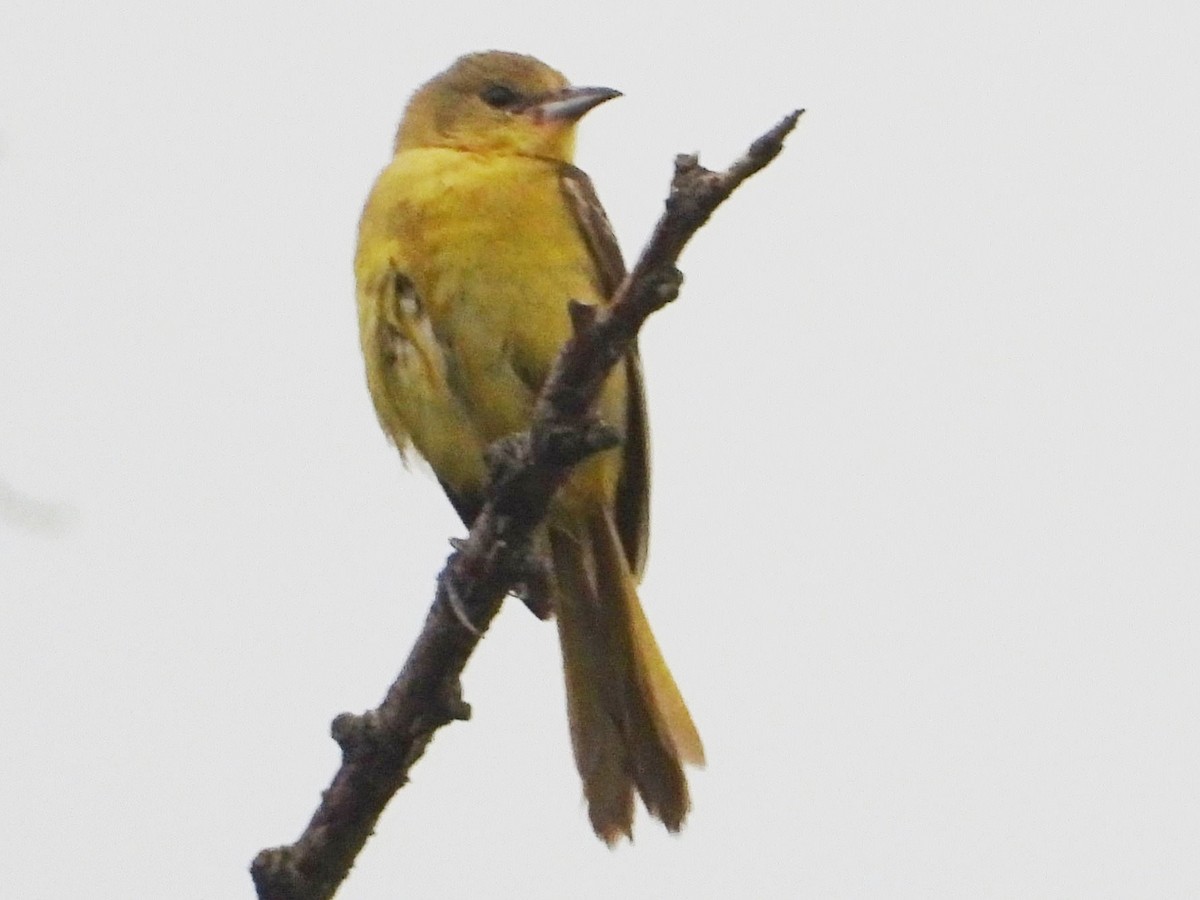 Orchard Oriole - ML621142531
