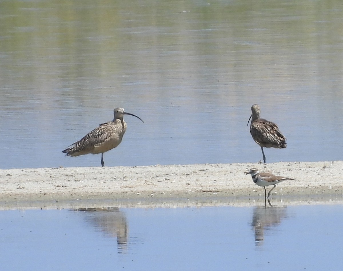 Long-billed Curlew - ML621142540