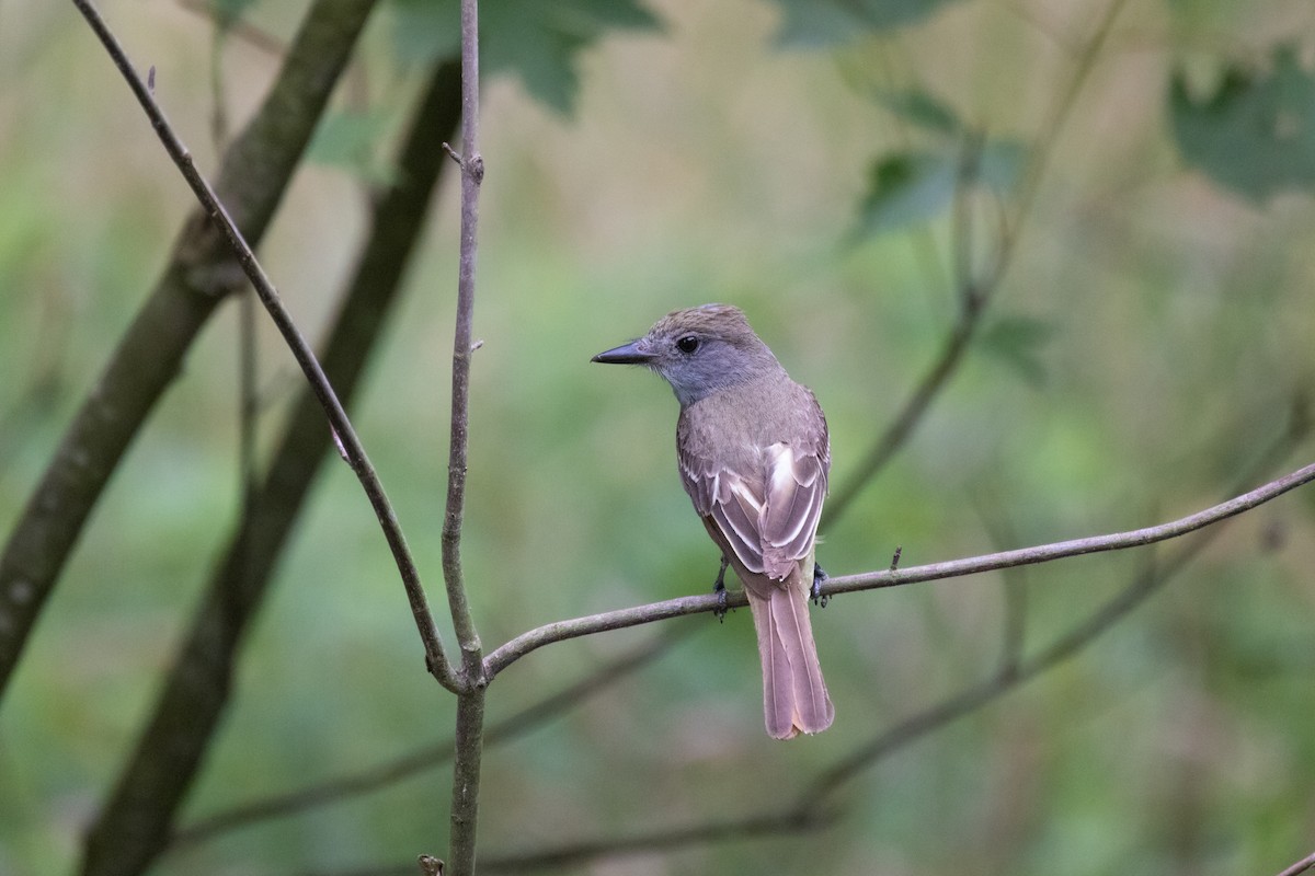 Great Crested Flycatcher - ML621142543