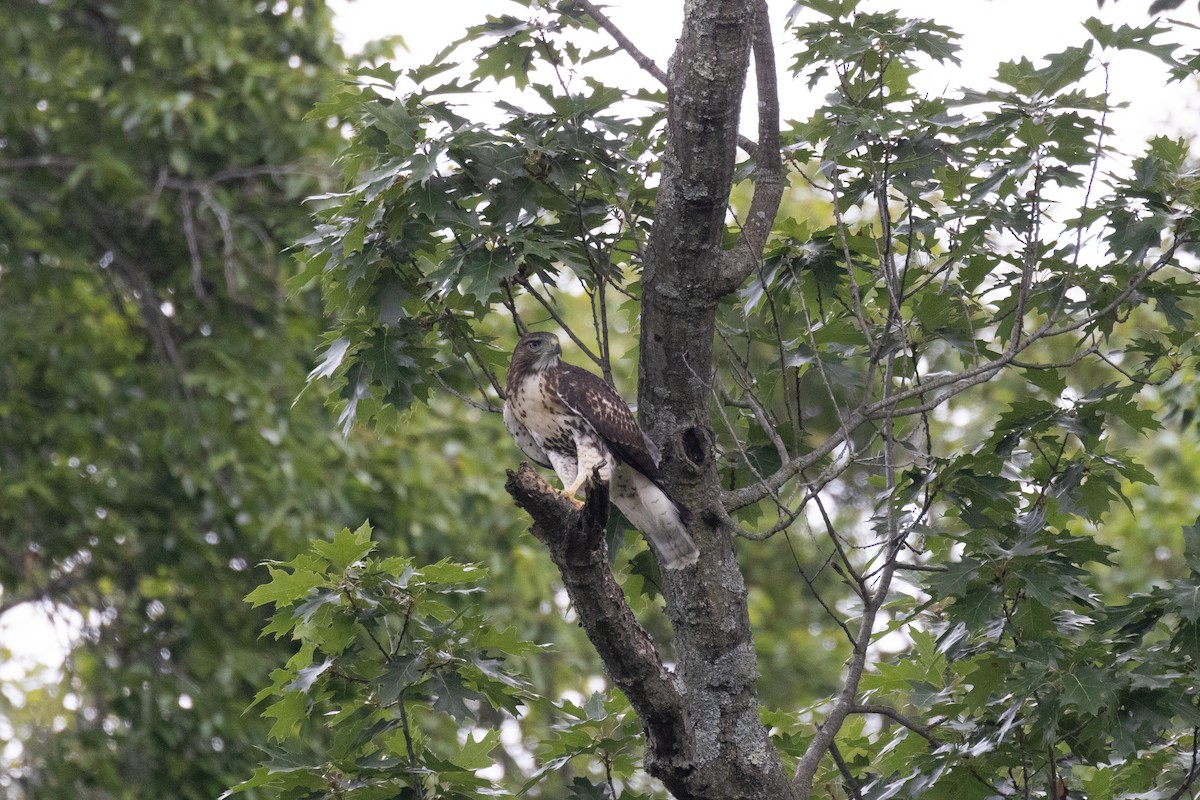 Red-tailed Hawk - ML621142555