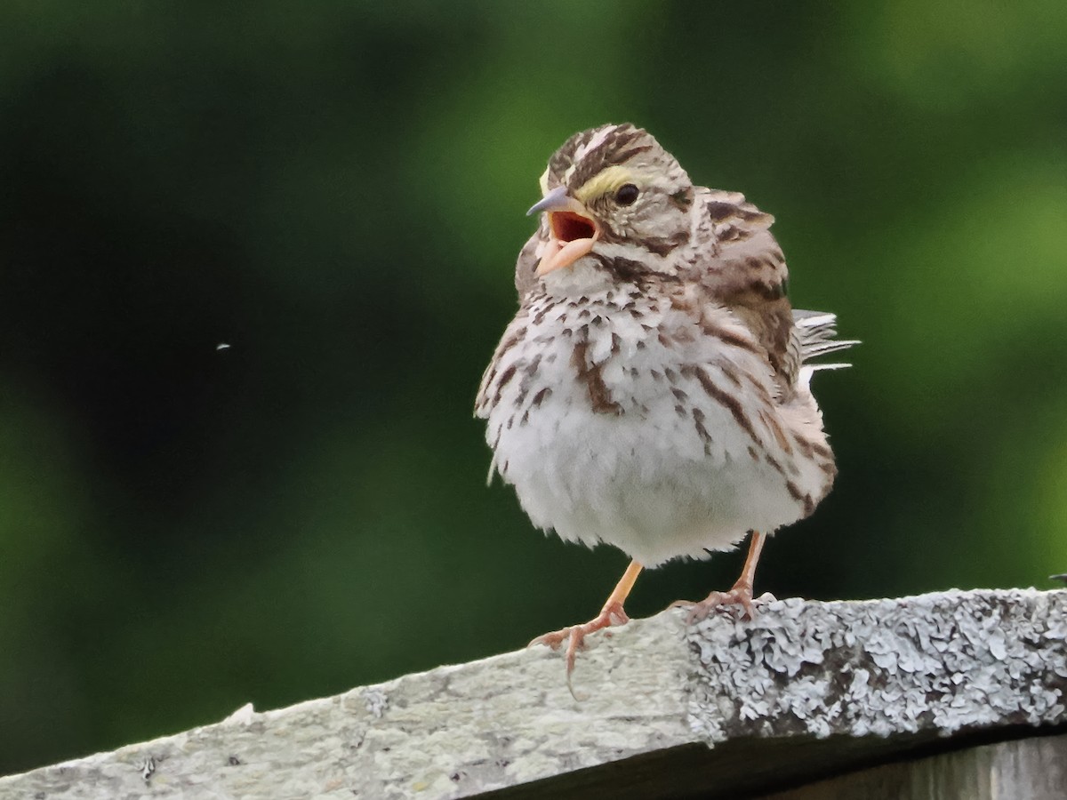 Savannah Sparrow - ML621142612