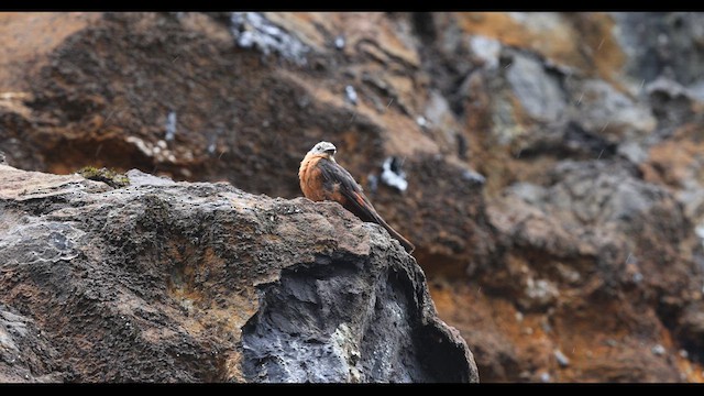 Cliff Flycatcher (Cliff) - ML621142614