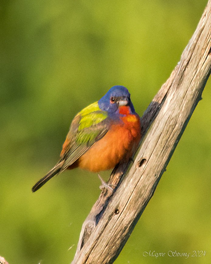 Painted Bunting - ML621142615