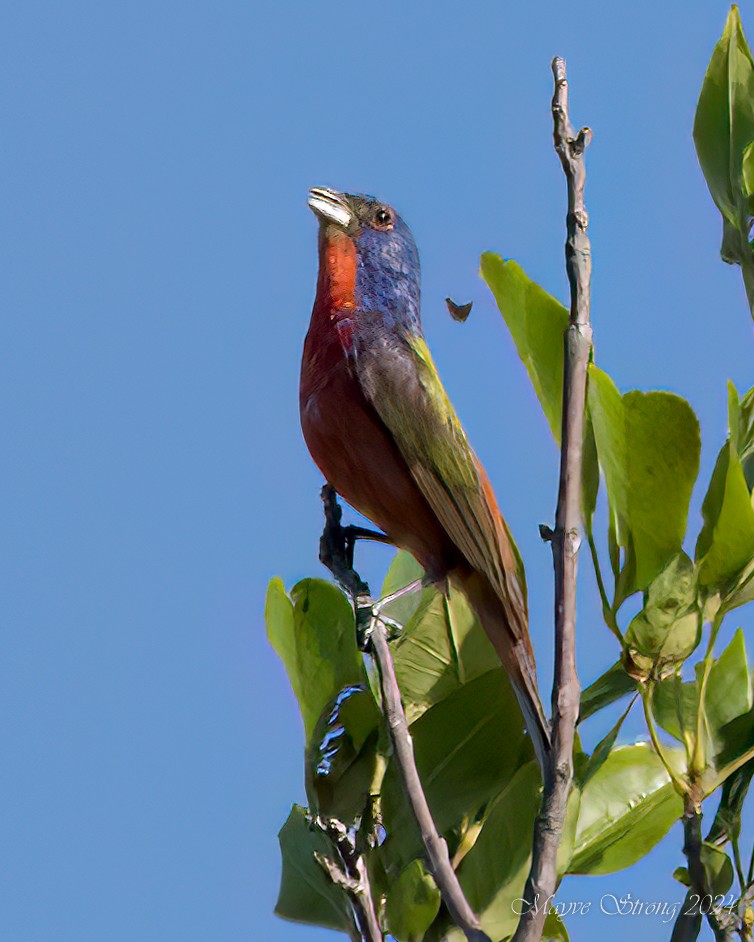 Painted Bunting - ML621142616