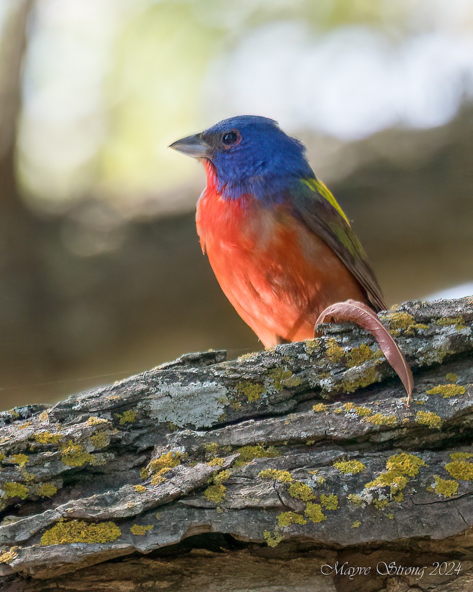 Painted Bunting - ML621142617
